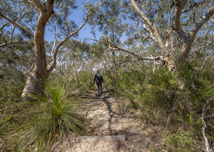 Pipeline and Bungaroo tracks to Stepping Stones Crossing, Garigal National Park