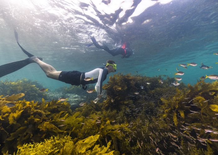 Freedivers exploring the Cabbage Tree Bay Aquatic Reserve, Manly