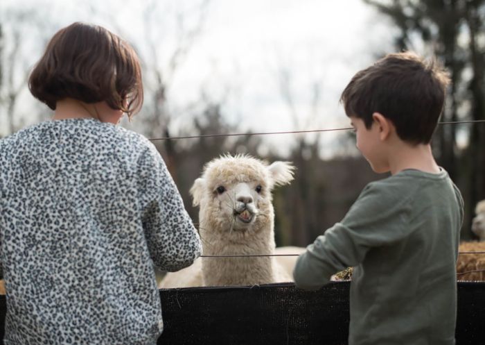 Doe-eyed darlings at Madison’s Mountain Retreat, Kurrajong Heights