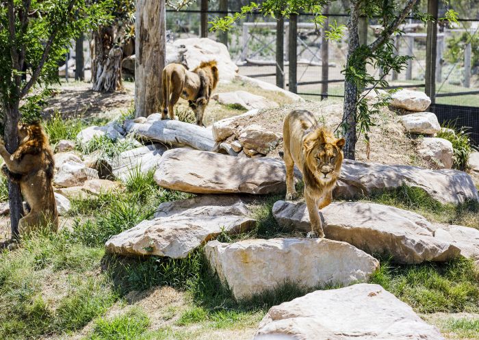 Lions at Sydney Zoo - Bungarribee - Sydney West