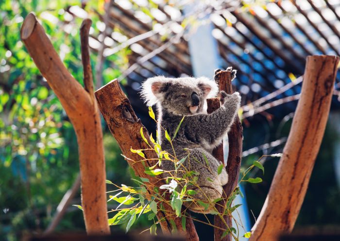 Cuddly koala resting in its tree at Taronga Zoo, Sydney