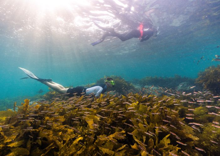 Freedivers exploring the Cabbage Tree Bay Aquatic Reserve, Manly