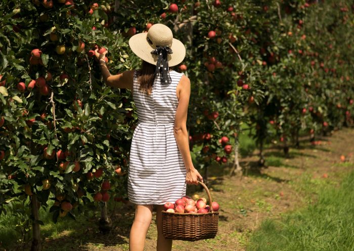 Woman collecting apples at Glenbernie Orchard, Darkes Forest, South Coast