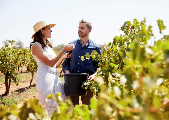 Couple enjoying a winery tour at Brokenwood Wines, Pokolbin