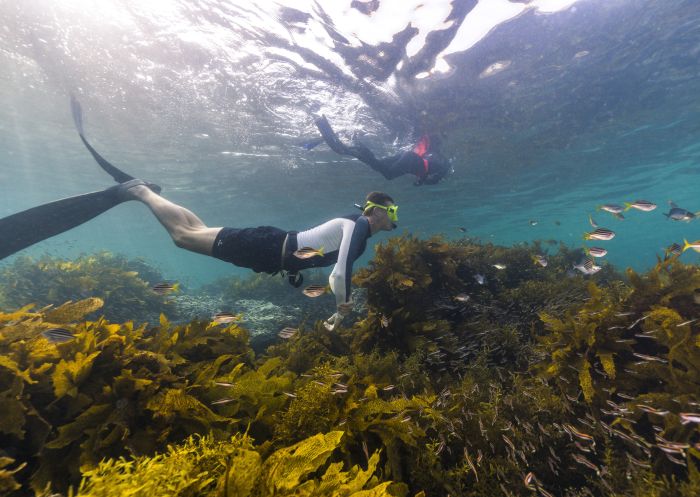 Freitaucher erkunden das Cabbage Tree Bay Aquatic Schutzgebiet in Manly, Sydney North
