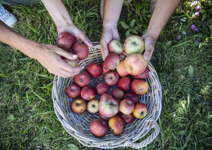 Shields Orchard, Bilpin Freshly picked apples from Shields Orchards, Bilpin