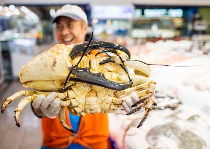Fishmonger holding a giant King Crab at Sydney Fish Market in Pyrmont, Sydney City