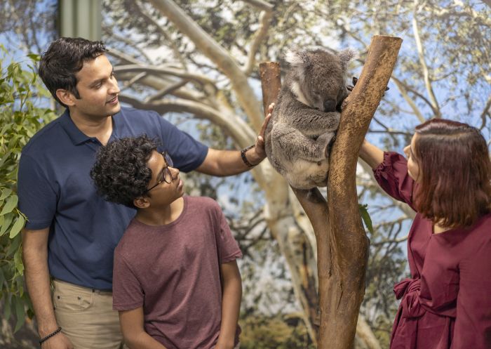 Family enjoying a koala encounter at Featherdale Wildlife Park, Doonside in Sydney's west