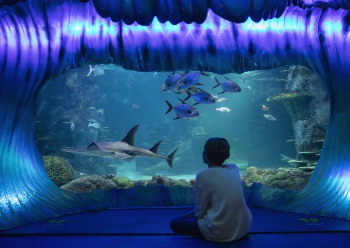 Young boy enjoying his visit to SEA LIFE Sydney Aquarium, Darling Harbour.