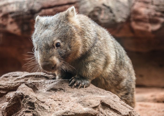 Ringo the Wombat at WILD LIFE Sydney Zoo in Darling Harbour, Sydney City