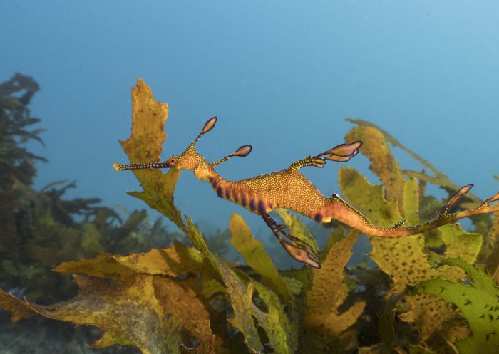 Weedy sea dragon in Kurnell, South Sydney Weedy sea dragon in Kurnell, South Sydney