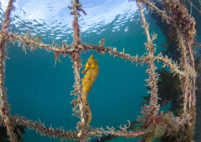 Endangered White’s (or Sydney) seahorse in Clifton Gardens, Chowder Bay. Image Credit: Jayne Jenkins Endangered White’s (or Sydney) seahorse in Clifton Gardens, Chowder Bay. Image Credit: Jayne Jenkins