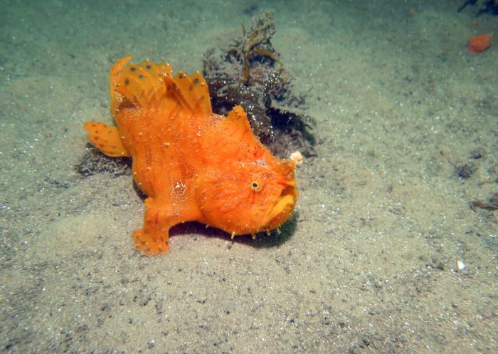 Painted Frogfish at Chowder Bay. Image Credit: Simon Mallender, Diveplanit