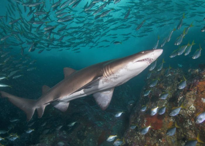 Grey Nurse Shark at The Apartments dive site, Northern Beaches. Image Credit: Jayne Jenkins Grey Nurse Shark at The Apartments dive site, Northern Beaches. Image Credit: Jayne Jenkins
