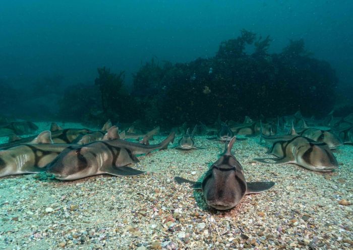 Port Jackson sharks at Shelly Beach, Northern Beaches. Image Credit: Pete McGee Port Jackson sharks at Shelly Beach, Northern Beaches. Image Credit: Pete McGee