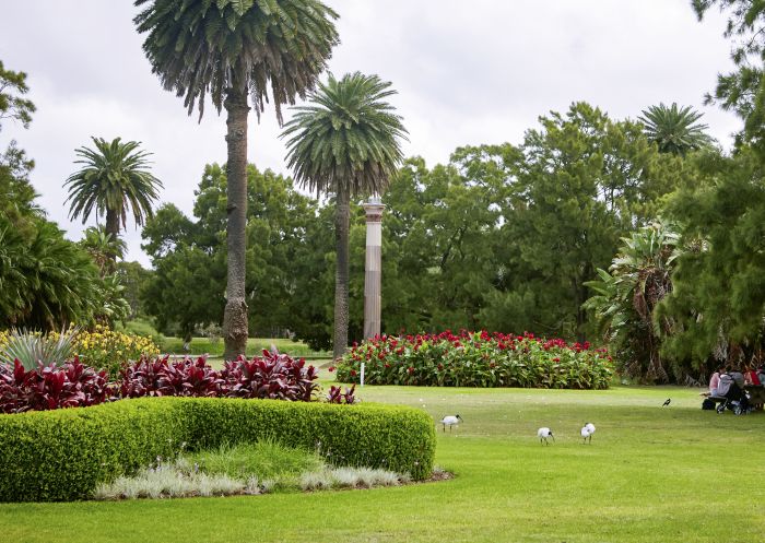 Resident ducks waddling across the lawns in Centennial Parklands