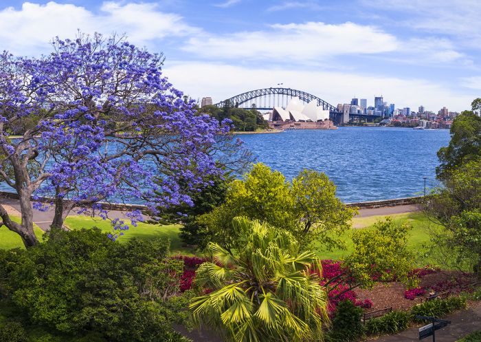 Jacarandas, Royal Botanic Garden Sydney Jacaranda trees in full bloom in Royal Botanic Garden Sydney