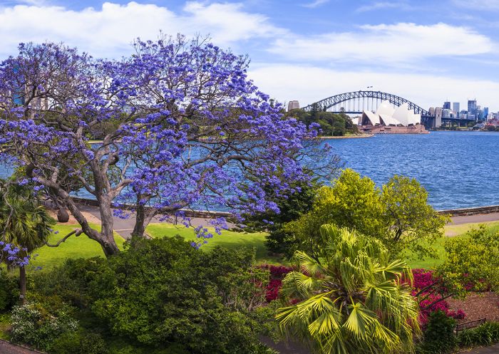 Jacaranda trees in full bloom in Royal Botanic Garden Sydney