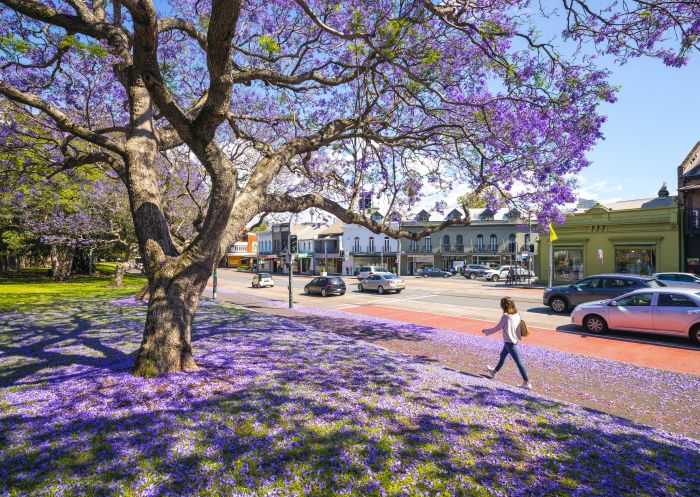Jacaranda trees in full bloom along Oxford Street, Paddington