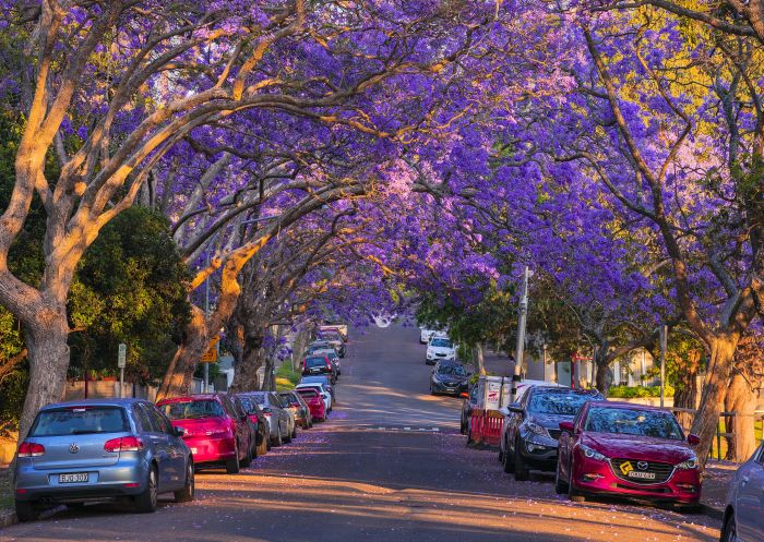 Jacaranda trees in full bloom along McDougall Street, Kirribilli