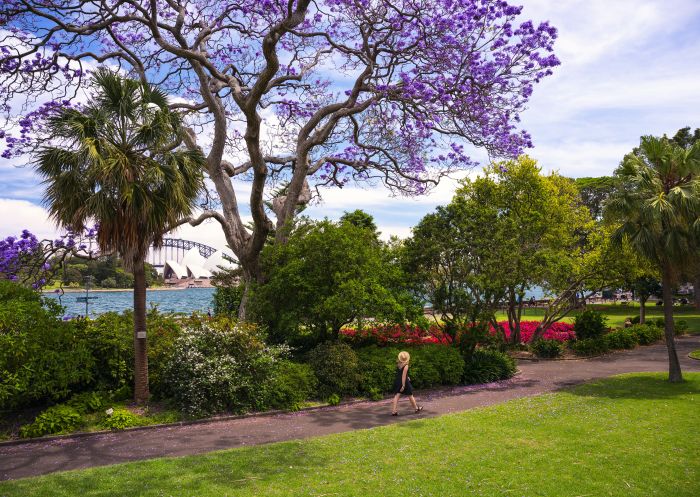 Jacaranda trees in full bloom in Royal Botanic Garden Sydney, Sydney City