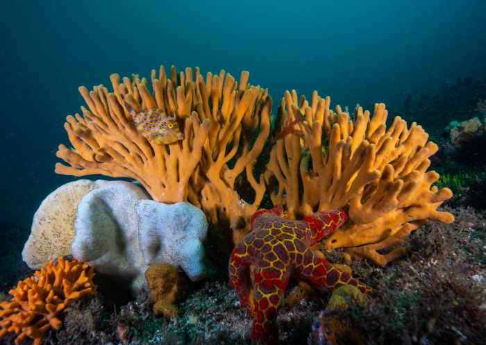 Sponge garden sea star and leatherjacket at Bare Island in La Perouse, Sydney East