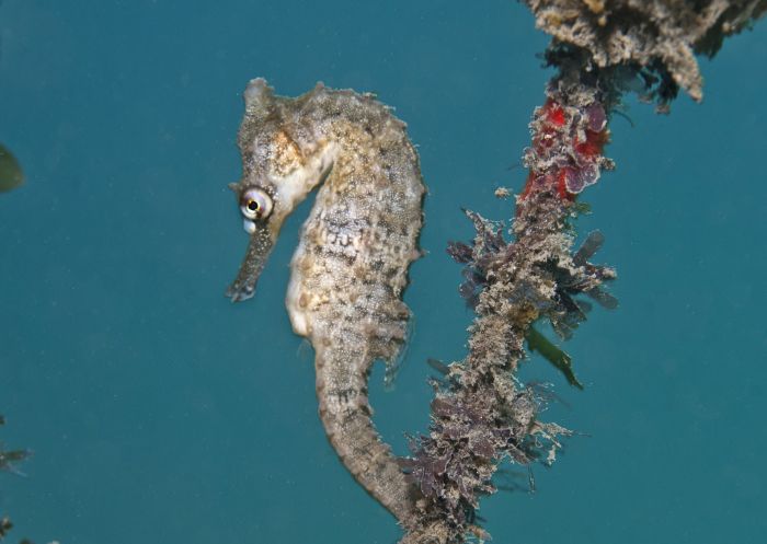 Whites Seahorse at Chowder Bay in Mosman, Sydney North