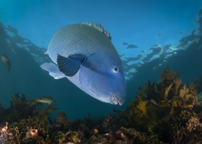 Eastern blue groper at Clovelly in Sydney East