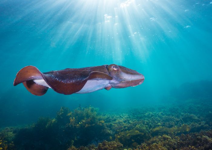 Giant Cuttlefish in shallows in Oak Park, Cronulla