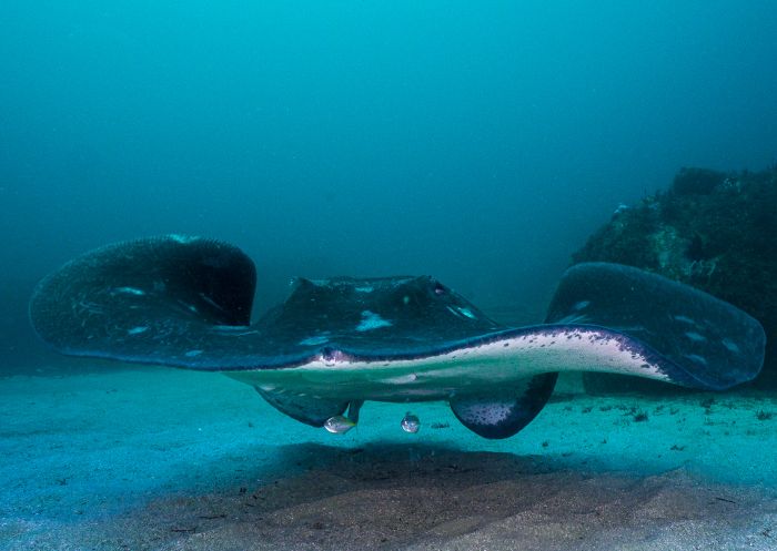 Smooth stingray at Palm Beach