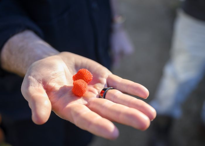 Raspberries at South Eveleigh Community Rooftop Garden, Inner Sydney