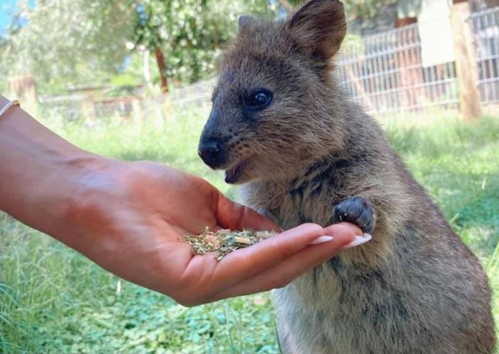 Quokka at Featherdale Wildlife Park Quokka at Featherdale Wildlife Park