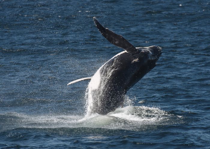 Humpback whale breaching near Sydney Heads on its annual migration along the NSW coastline