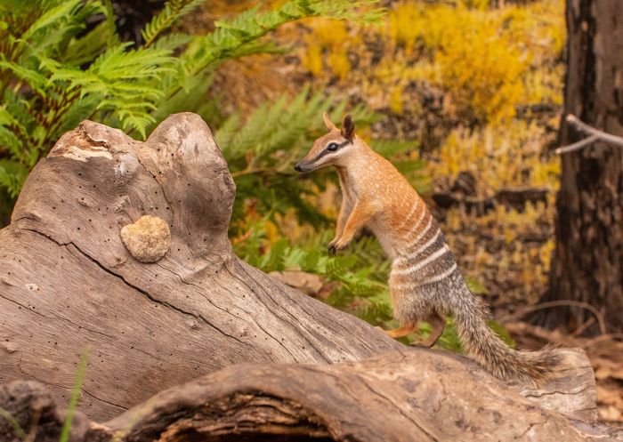 Numbat settling in at WILD LIFE Sydney Zoo