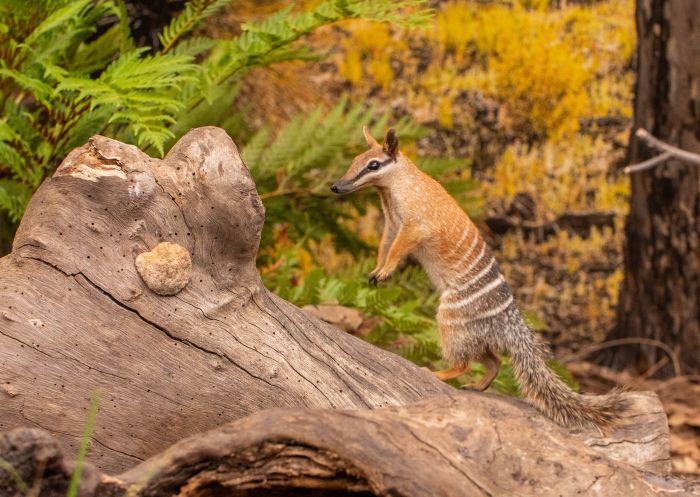 Numbat settling in at WILD LIFE Sydney Zoo Numbat settling in at WILD LIFE Sydney Zoo