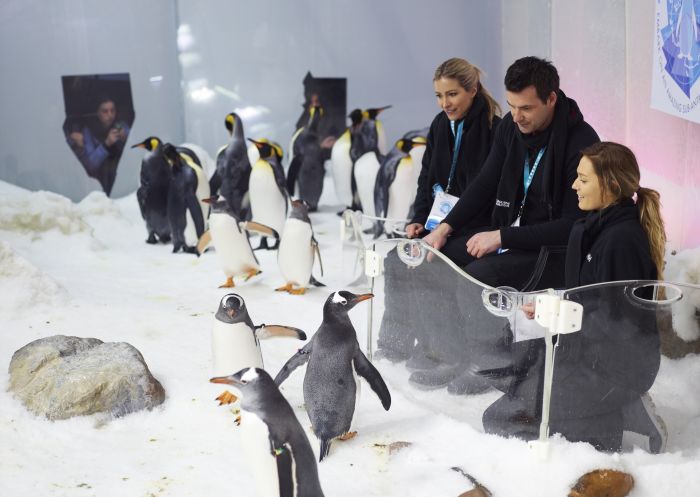 Penguins at SEA LIFE Sydney Aquarium