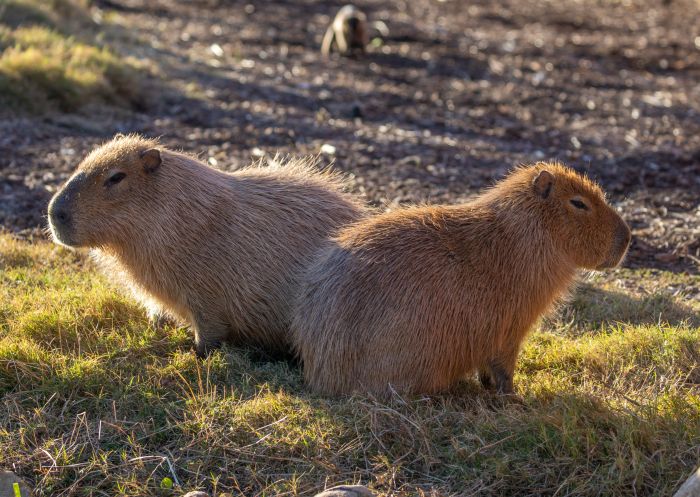 Capybara at Sydney Zoo - Western Sydney Capybara at Sydney Zoo - Western Sydney
