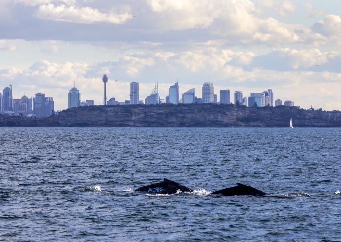 Whale Watching Sydney Two humpback whales passing through Sydney during their migration up the NSW coastline.
