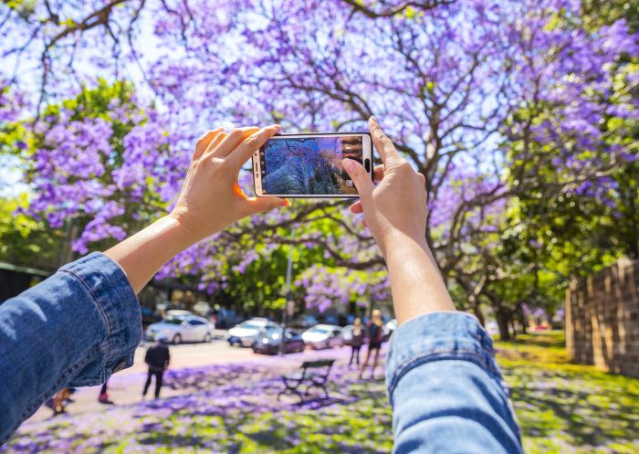 Person taking photos of the jacaranda trees along Oxford Street, Paddington