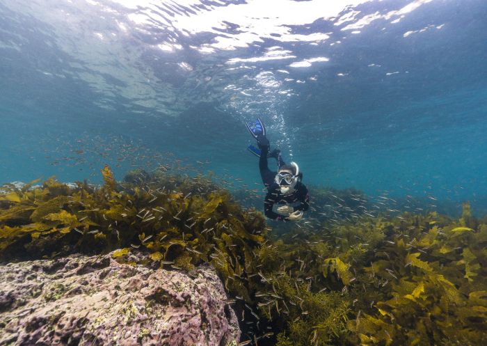 Freediver exploring the Cabbage Tree Bay Aquatic Reserve, Manly