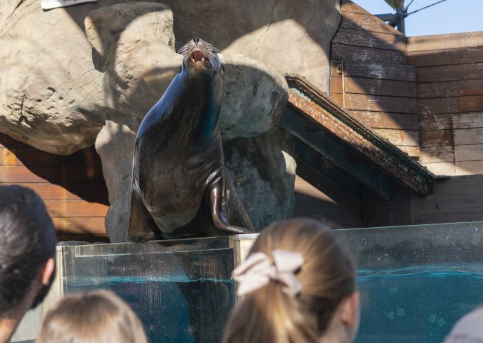 Family enjoying the seal show at Taronga Zoo, Mosman