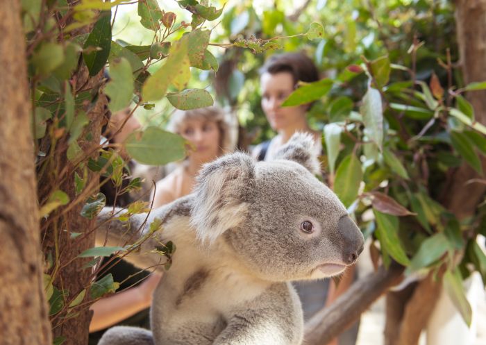 Taronga Zoo Sydney, Mosman Resident koala at Taronga Zoo Sydney, Mosman