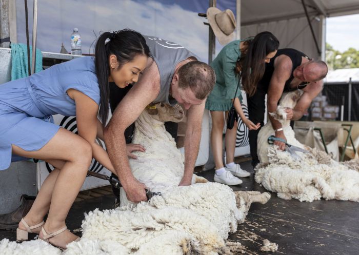 Women participating in a sheep shearing demonstration at the 2019 Sydney Royal Easter Show, Sydney Showground at Sydney Olympic Park