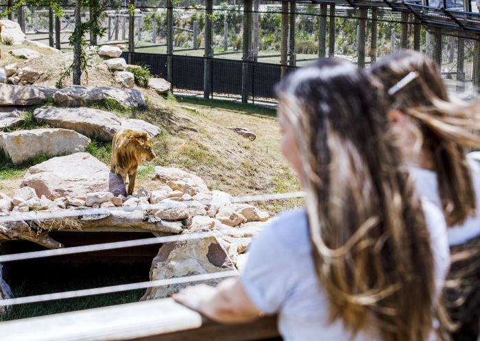 Women viewing the lions in the Africa exhibit at Sydney Zoo, Bungarribee in Western Sydney