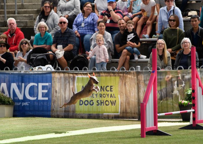 ADVANCE Sydney Royal Dog Show