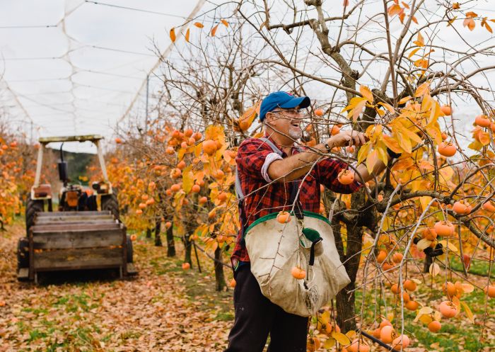 Cedar Creek Orchard at Thirlmere, Sydney West