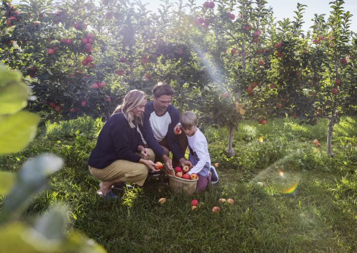 Family apple picking at Shields Orchard - Bilpin