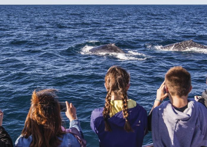 Family enjoying a day of whale watching off-shore Sydney