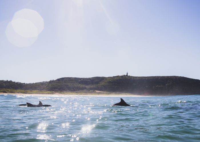 Dolphins swimming off Palm Beach on Sydney's Northern Beaches