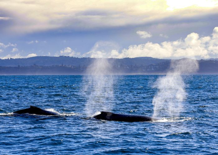 Two whales breaching and blowing water from their blowholes off the coast of Sydney